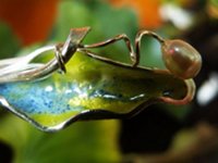 voorbeeld emailleren